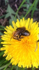 Andrena