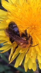 Andrena
