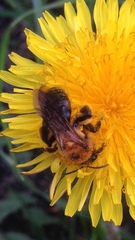 Andrena