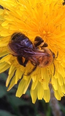 Andrena