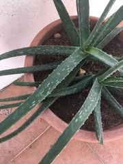 Aloe vera