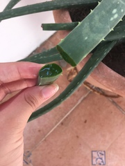 Aloe vera