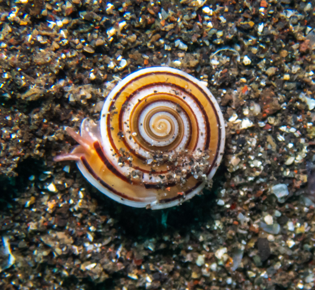 Architectonica modesta