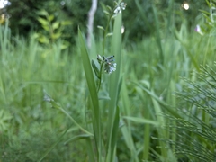 Myosotis discolor