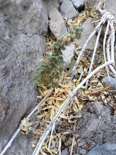 Image of Pseudorontium cyathiferum by no rights reserved