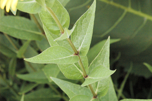 prairie rosinweed