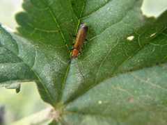 Rhagonycha chlorotica