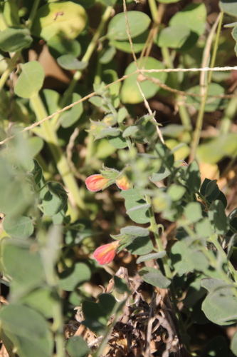 Image of Kalaharia uncinata by no rights reserved