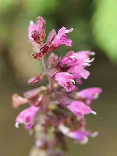 Qian Sage (Salvia cavaleriei)