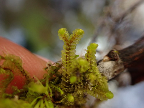 Image of Barbilophozia lycopodioides by (c) Chris Fluit, some rights reserved (CC BY)