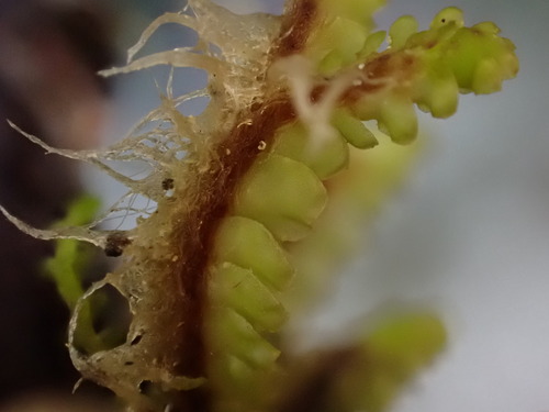 Image of Barbilophozia lycopodioides by (c) Chris Fluit, some rights reserved (CC BY)