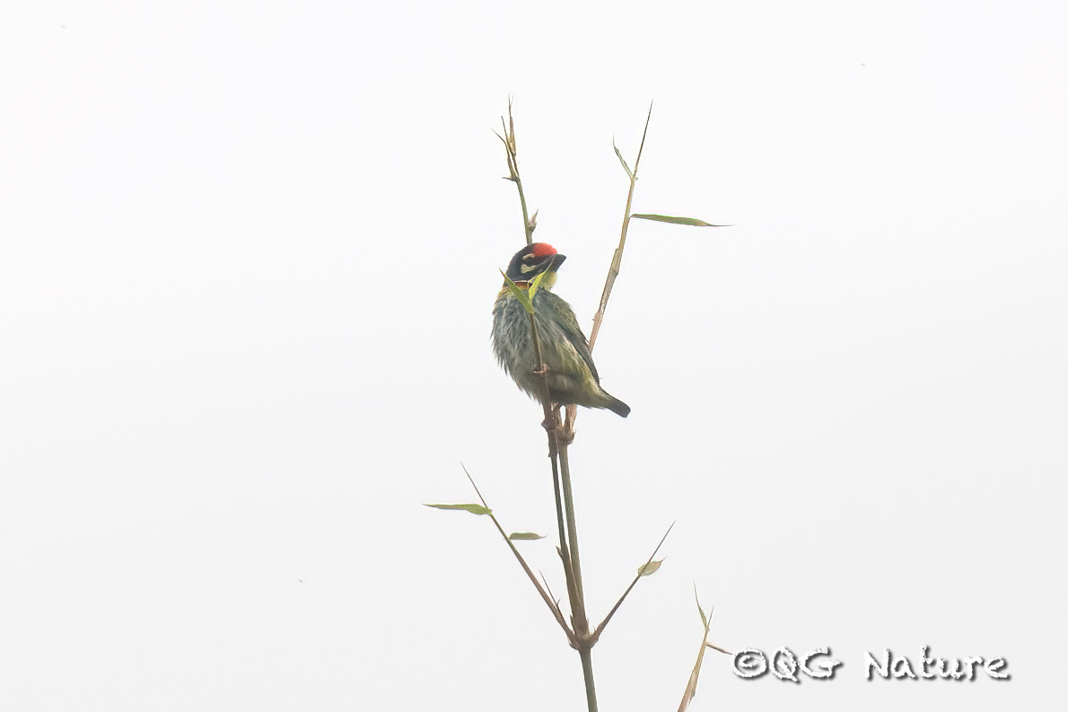 Coppersmith Barbet