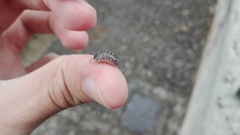 Armadillidium vulgare