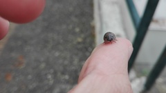 Armadillidium vulgare