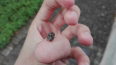 Armadillidium vulgare