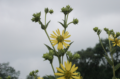 prairie rosinweed