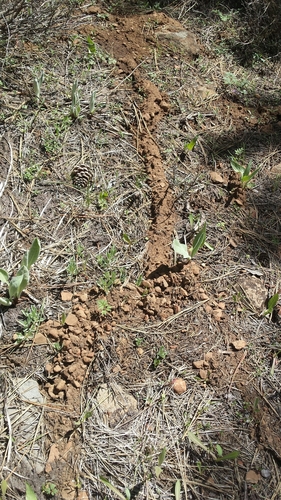 iNaturalist observation photo of Northern Broad-footed Mole