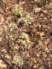 Amelanchier nantucketensis