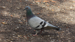 Columba livia domestica
