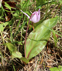 Erythronium hendersonii