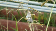 Hemiargus hanno