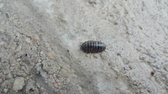 Armadillidium vulgare