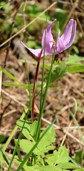 Erythronium hendersonii