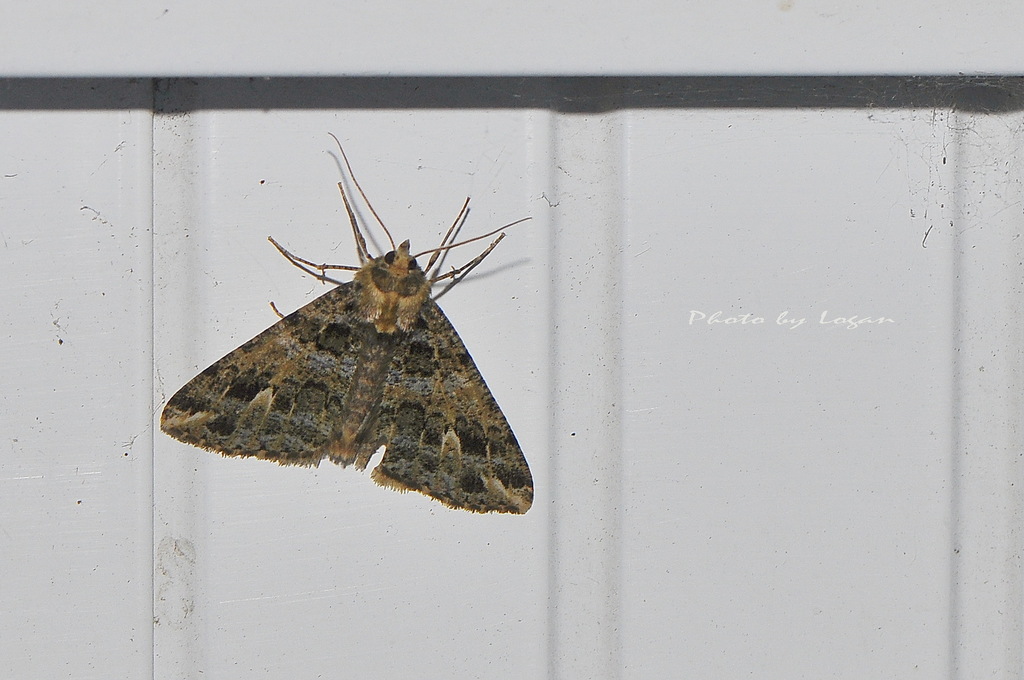 Arichanna pryeraria
