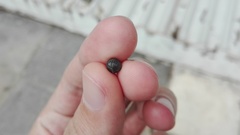 Armadillidium vulgare