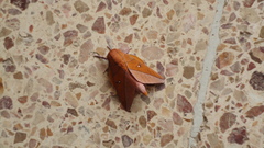 Adeloneivaia