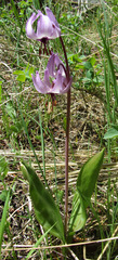Erythronium hendersonii