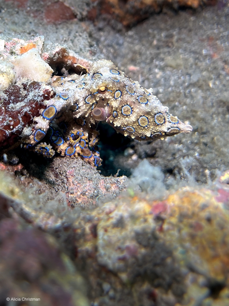 Greater blue-ringed octopus