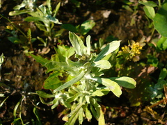 Gnaphalium rossicum