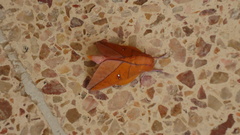 Adeloneivaia