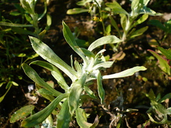 Gnaphalium rossicum