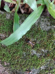 Macrotermes carbonarius