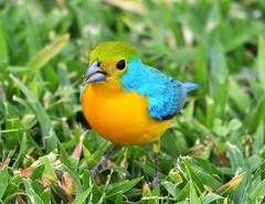 Passerina leclancherii