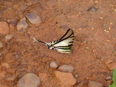 Protesilaus telesilaus