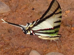 Protesilaus telesilaus