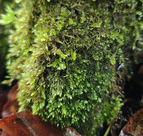 Image of Taxiphyllum wissgrillii by (c) Helen Waterman, some rights reserved (CC BY)