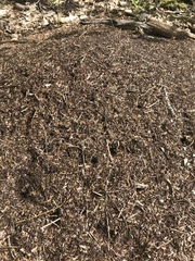 Formica polyctena × rufa