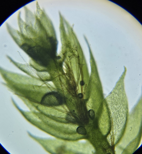 Image of Taxiphyllum wissgrillii by (c) Helen Waterman, some rights reserved (CC BY)