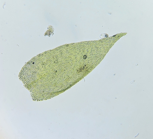 Image of Taxiphyllum wissgrillii by (c) Helen Waterman, some rights reserved (CC BY)