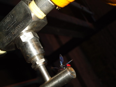 Phoenicoprocta vacillans