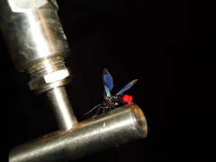 Phoenicoprocta vacillans