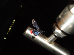 Phoenicoprocta vacillans