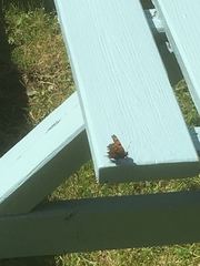 Polygonia c-album