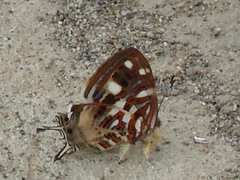 Sarota chrysus
