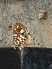 Sarota chrysus
