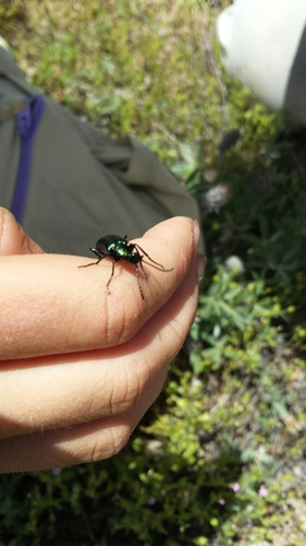 iNaturalist observation photo of Green Blister Beetle